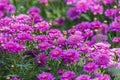 Aster beds growing in the park