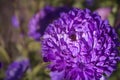 Aster, bright lilac, purple blooming flower on a dark background. Clouse up. Template for greeting card, Wallpaper, cover, poster Royalty Free Stock Photo