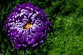 Aster bud on the background of green grass Royalty Free Stock Photo