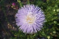 Aster callistephus needle young white-violet flower Royalty Free Stock Photo