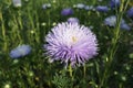 Aster callistephus needle young white-violet flower Royalty Free Stock Photo