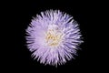 Aster callistephus needle young white-violet flower isolated on Royalty Free Stock Photo