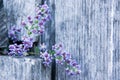 Aster Cordifolius on a Wooden Farm Fence II