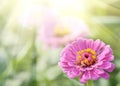 Aster or Dahlia Flowers on Green Grass