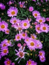 Aster daisy Royalty Free Stock Photo