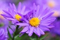 Aster Royalty Free Stock Photo