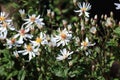 Aster divaricatus White forest aster flowers