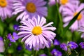 Aster Dumosus Daises Pink Daisy Violet Floral Portrait Stock Photo