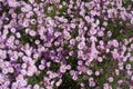 Aster dumosus with lots of pink flowers