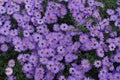 Aster dumosus with lots of violet flowers