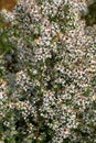 Aster ericoides. Crinitaria. Microglossa. Royalty Free Stock Photo