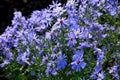 Aster ericoides. Crinitaria. Microglossa. Royalty Free Stock Photo