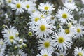 Aster ericoides blooming autumn white aster flower with white petals and yellow center Royalty Free Stock Photo