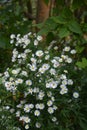 Aster ericoides white heath asters flowering plants, beautiful bunch of autumnal flowers in bloom Royalty Free Stock Photo