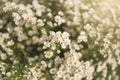 Aster ericoides or White Cutter flower. Royalty Free Stock Photo