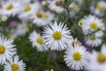 Aster ericoides white heath asters flowering plants, beautiful autumnal flowers in bloom Royalty Free Stock Photo