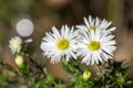 Aster ericoides white heath asters flowering plants, beautiful autumnal flowers in bloom Royalty Free Stock Photo