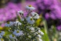 Aster ericoides white heath asters flowering plants, beautiful autumnal flowers in bloom Royalty Free Stock Photo