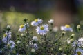 Aster ericoides white heath asters flowering plants, beautiful autumnal flowers in bloom Royalty Free Stock Photo