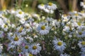 Aster ericoides white heath asters flowering plants, beautiful autumnal flowers in bloom Royalty Free Stock Photo