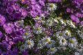 Aster ericoides white heath asters flowering plants, beautiful autumnal flowers in bloom Royalty Free Stock Photo