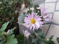 Aster flower asteroideae