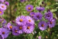 Aster Royalty Free Stock Photo