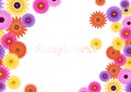 Aster flower background