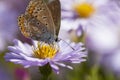 Aster flower with butterfly. Beautiful nature summer background. Symphyotrichum novi-belgii Pararge aegeria Royalty Free Stock Photo