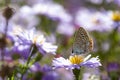 Aster flower with butterfly. Beautiful nature summer background. Symphyotrichum novi-belgii Pararge aegeria Royalty Free Stock Photo