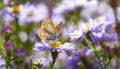 Aster flower with butterfly. Beautiful nature summer background. Symphyotrichum novi-belgii Pararge aegeria