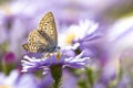 Aster flower with butterfly. Beautiful nature summer background. Symphyotrichum novi-belgii Pararge aegeria Royalty Free Stock Photo