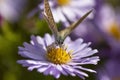 Aster flower with butterfly. Beautiful nature summer background. Symphyotrichum novi-belgii Pararge aegeria Royalty Free Stock Photo