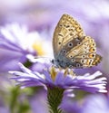 Aster flower with butterfly. Beautiful nature summer background. Symphyotrichum novi-belgii Pararge aegeria Royalty Free Stock Photo