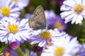 Aster flower with butterfly. Beautiful nature summer background. Symphyotrichum novi-belgii Pararge aegeria Royalty Free Stock Photo