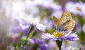 Aster flower with butterfly. Beautiful nature summer background. (Symphyotrichum novi-belgii) (Pararge aegeria