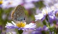 Aster flower with butterfly. Beautiful nature summer background Royalty Free Stock Photo