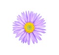 Aster flower