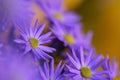 Colorful floral background. blue purple aster flowers close-up. chrysanthemum blur. Royalty Free Stock Photo
