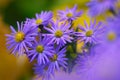 Colorful floral background. blue purple aster flowers close-up. chrysanthemum blur. Royalty Free Stock Photo