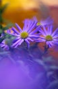 Colorful floral background. blue purple aster flowers close-up. chrysanthemum blur. Royalty Free Stock Photo