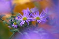 Colorful floral background. blue purple aster flowers close-up. chrysanthemum blur. Royalty Free Stock Photo