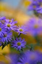 Colorful floral background. blue purple aster flowers close-up. chrysanthemum blur. Royalty Free Stock Photo