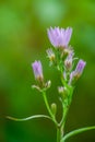 Emerging Aster Flowers - Purple Bloom