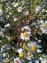 Aster flower honey bee food in autmn