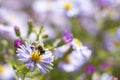 Aster flower and Hoverfly, also known as the drone fly. Eristalis tenax Aster flower with butterfly. Beautiful nature summer Royalty Free Stock Photo