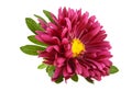 Aster flower isolated on a white background Royalty Free Stock Photo