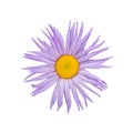 Aster flower isolated on white Royalty Free Stock Photo