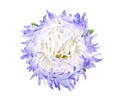 Aster flower isolated on white background. Close-up of violet aster Royalty Free Stock Photo