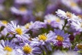 Aster flower in late autumn at sunset. Beautiful nature summer background. Symphyotrichum novi-belgii Royalty Free Stock Photo